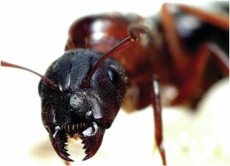 Picture of an ant, which can be eliminated with Richter's Beautification pest control program!