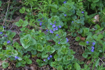 Picture of a weed of the broadleaf variety called ground ivy