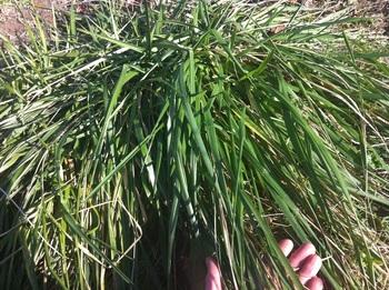 Picture of a weed called tall fescue, which is a grassy weed 