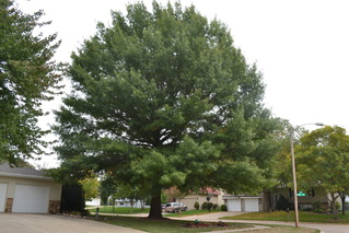 Picture of the Pin Oak tree, a shade tree in Michigan. Treated by Richter's.