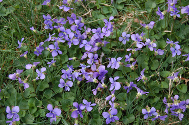 Picture of a broadleaf weed called wild violet, with purple flowers, can be treated for by Richter's